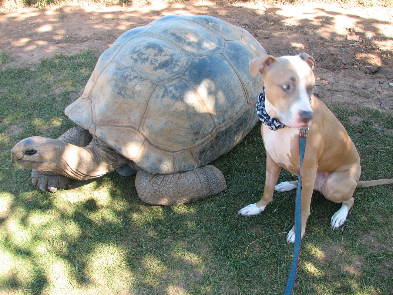 Reptile Gardens