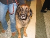 Chicagoland Family Pet Expo