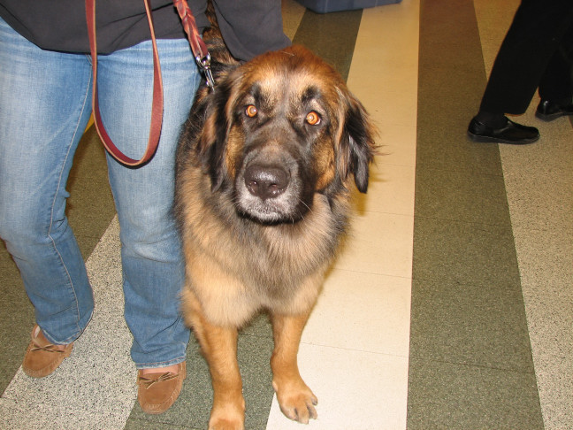 Chicagoland Family Pet Expo