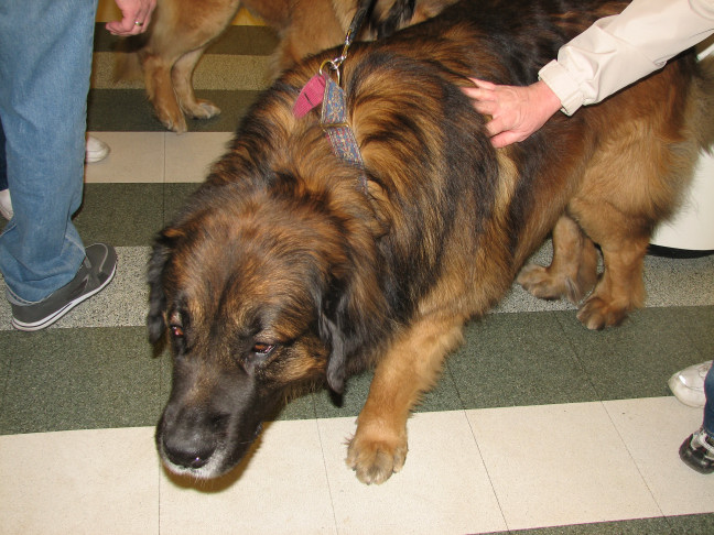 Chicagoland Family Pet Expo