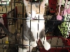 Chicagoland Family Pet Expo