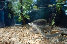 Reptile Gardens