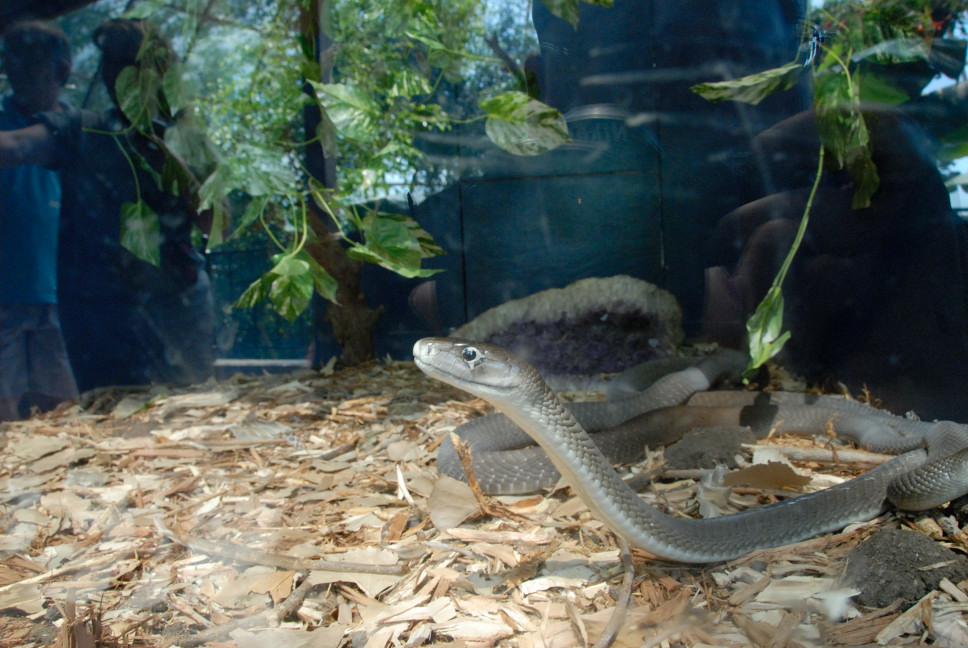 Reptile Gardens