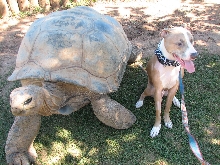 Reptile Gardens