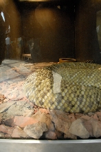Reptile Gardens