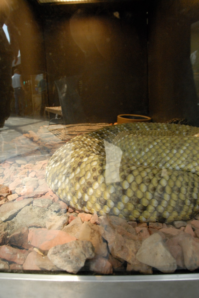Reptile Gardens