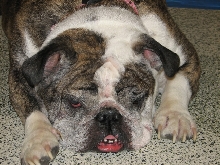 Chicagoland Family Pet Expo