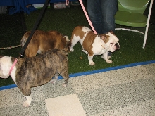 Chicagoland Family Pet Expo