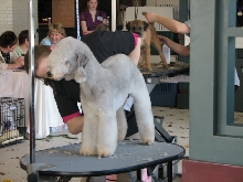 Chicagoland Family Pet Expo