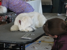 Chicagoland Family Pet Expo