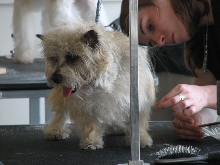 Chicagoland Family Pet Expo