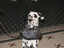 Chicagoland Family Pet Expo