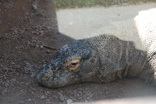Reptile Gardens