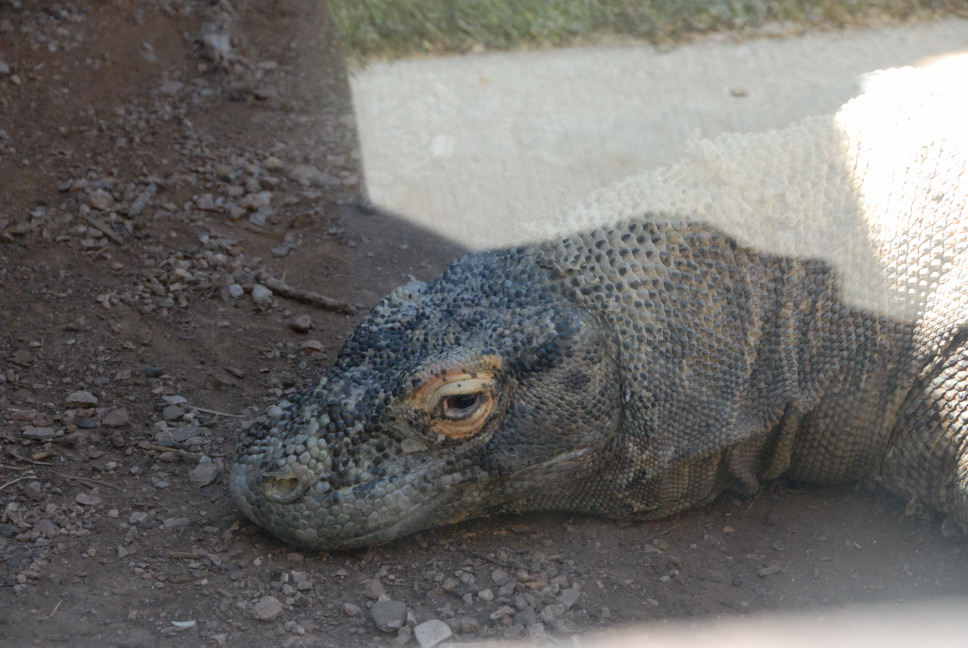Reptile Gardens