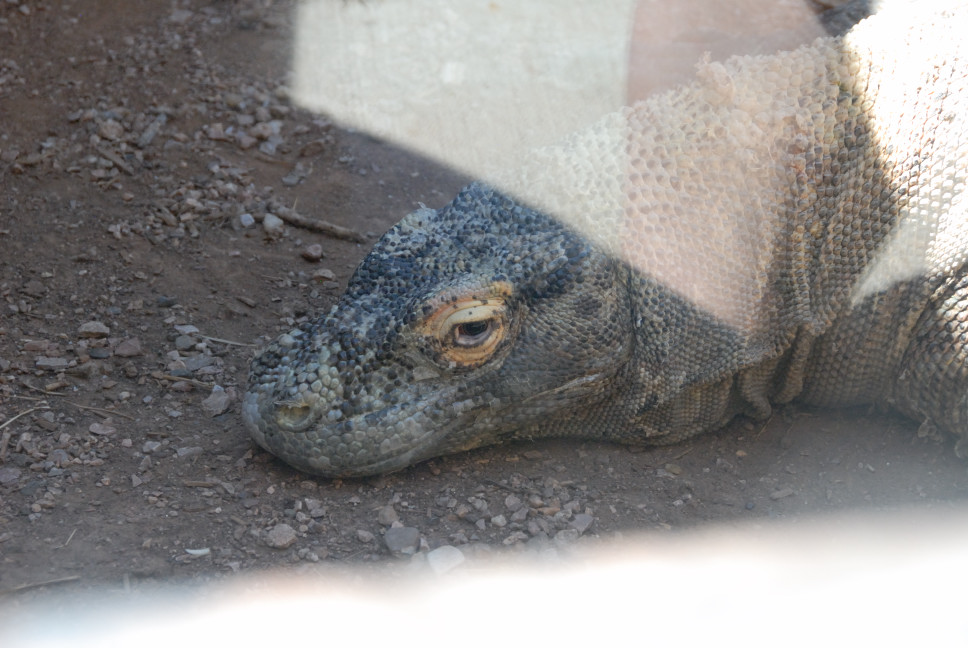 Reptile Gardens