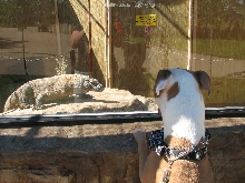 Reptile Gardens