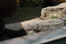 Reptile Gardens