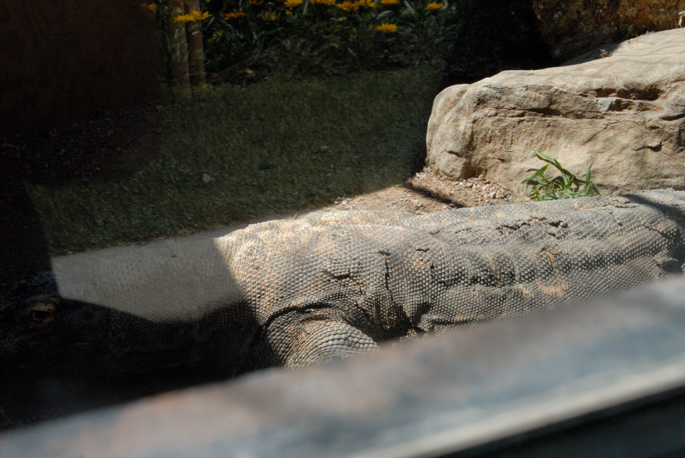 Reptile Gardens