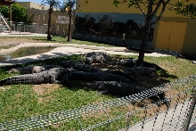 Reptile Gardens