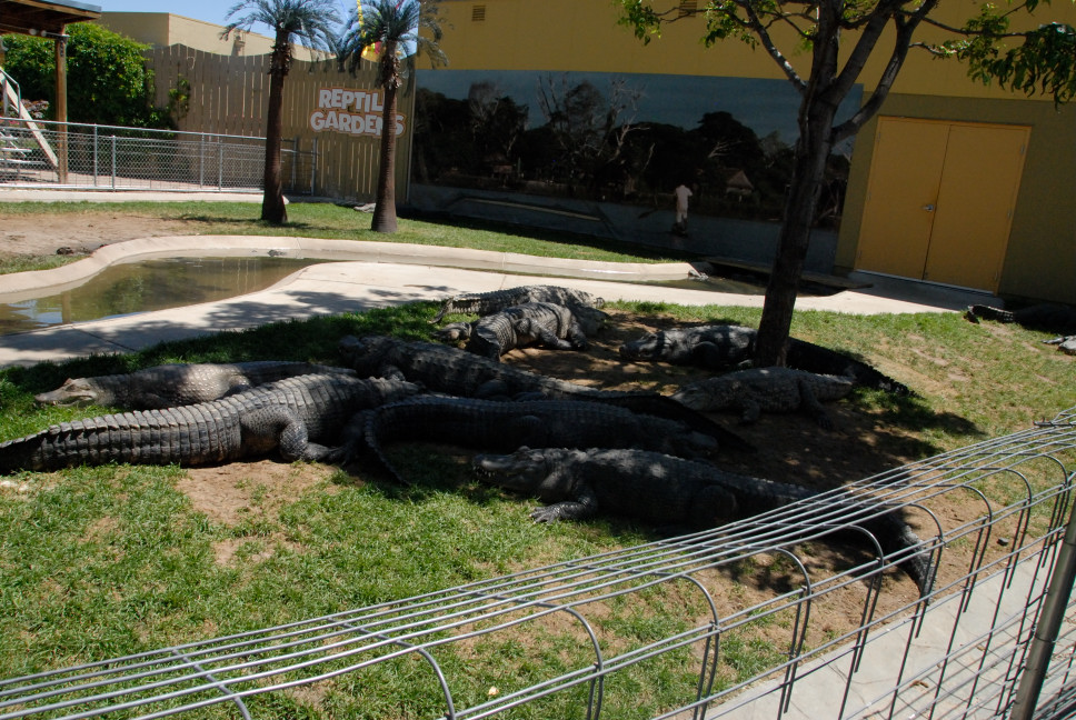 Reptile Gardens