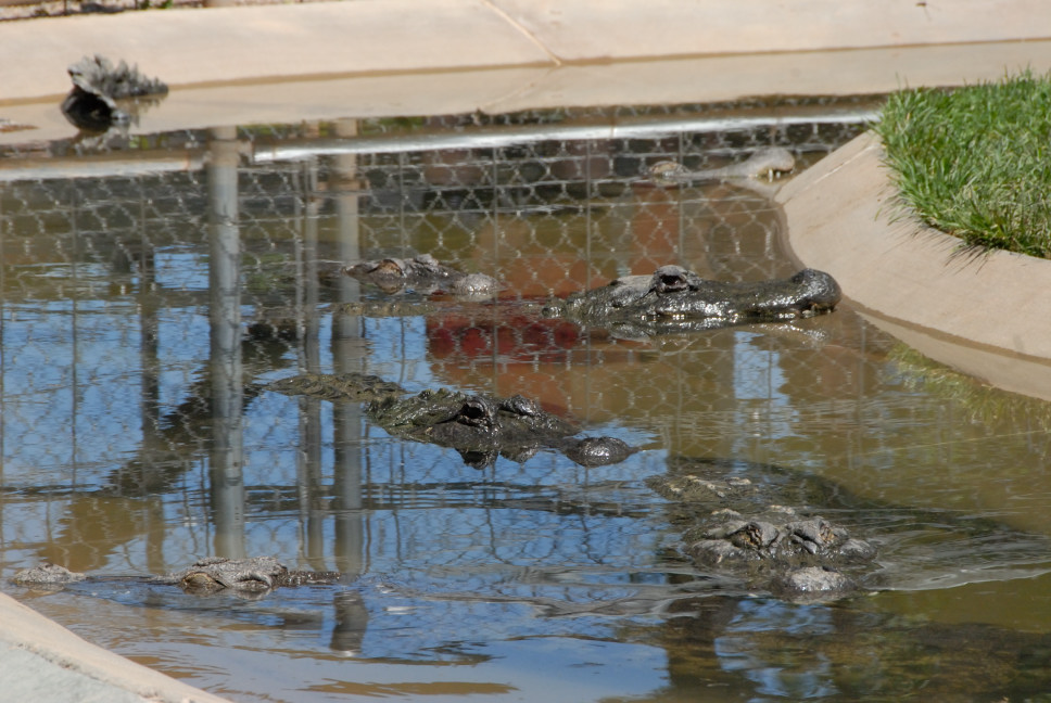 Reptile Gardens