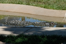Reptile Gardens