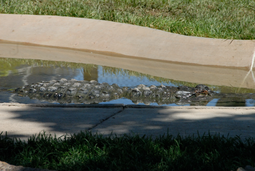 Reptile Gardens