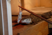 Reptile Gardens