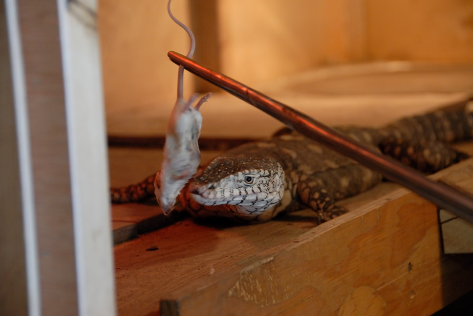 Reptile Gardens