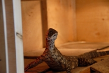Reptile Gardens