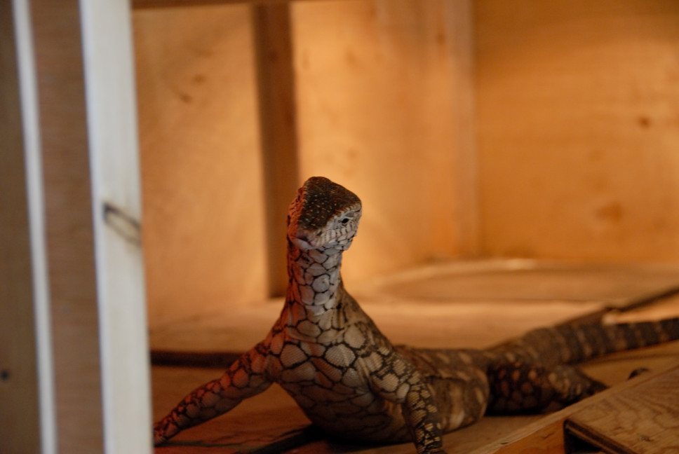 Reptile Gardens