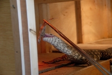 Reptile Gardens