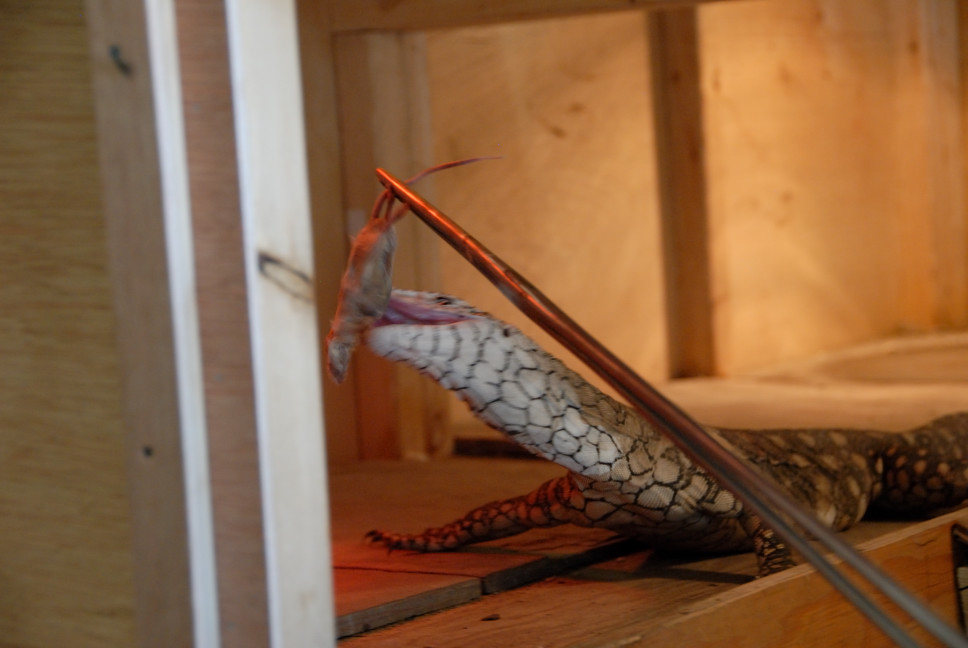 Reptile Gardens