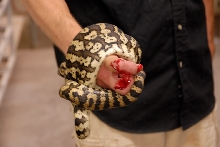 Reptile Gardens