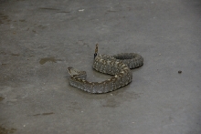 Reptile Gardens