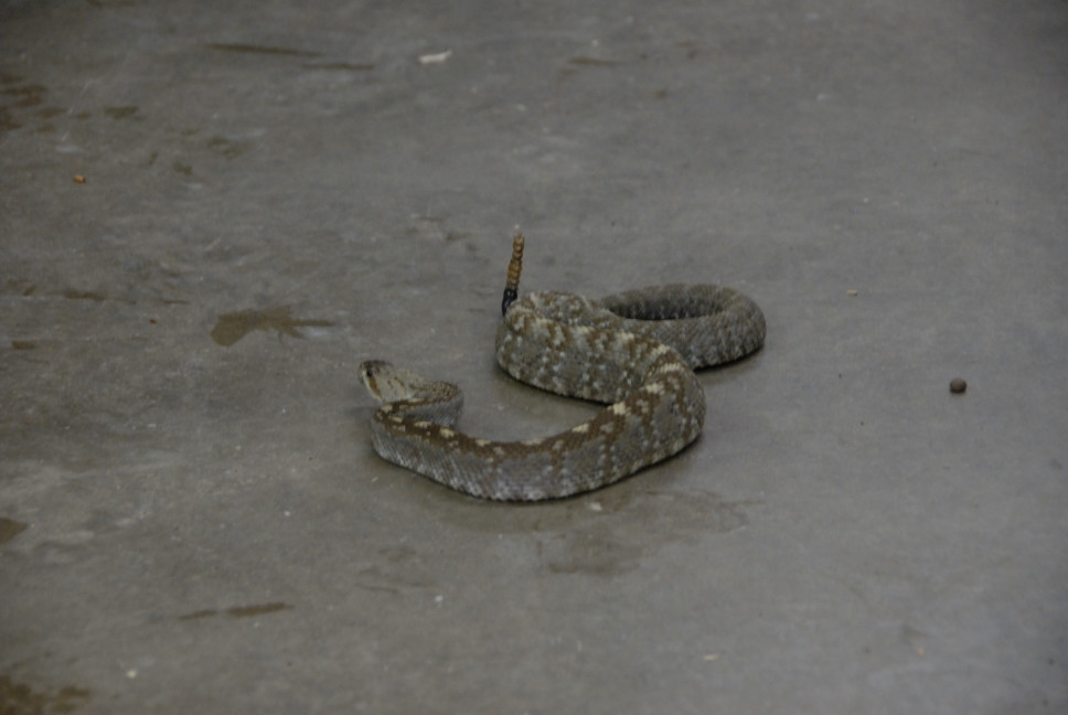 Reptile Gardens