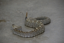 Reptile Gardens