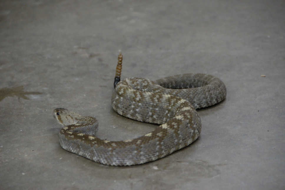 Reptile Gardens