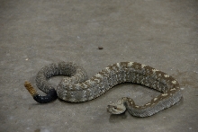 Reptile Gardens
