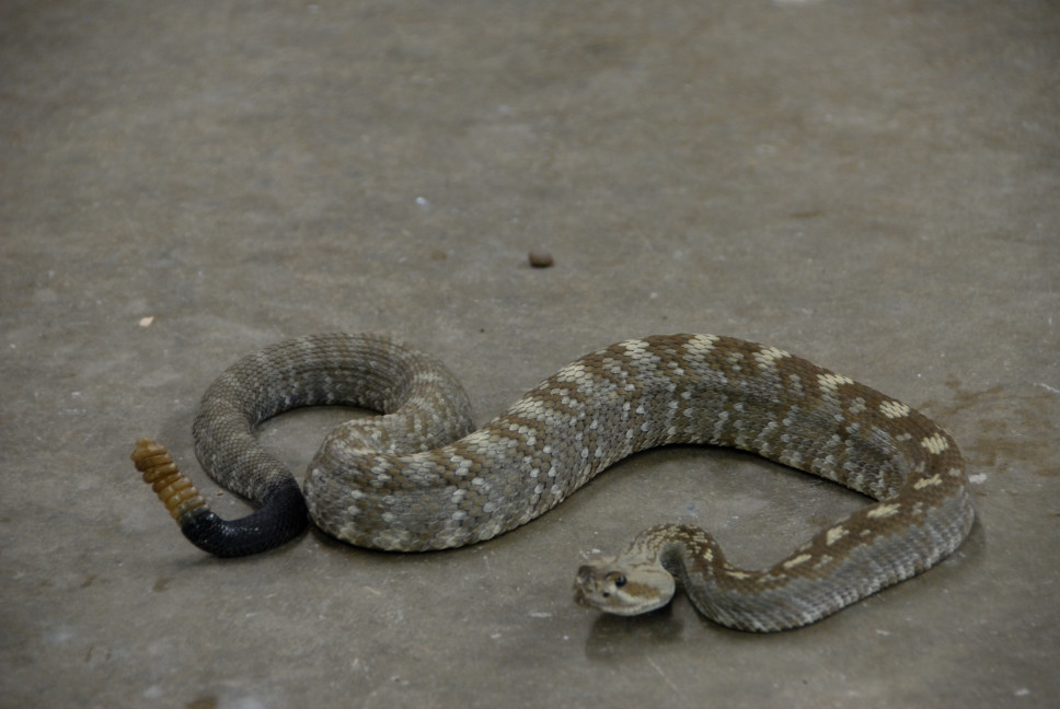 Reptile Gardens