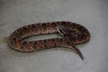 Reptile Gardens