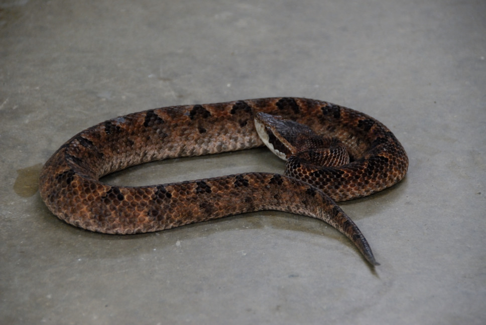 Reptile Gardens
