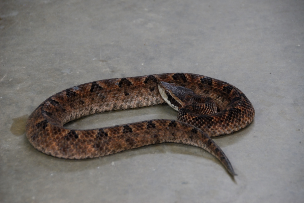 Reptile Gardens