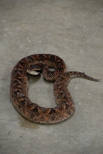 Reptile Gardens