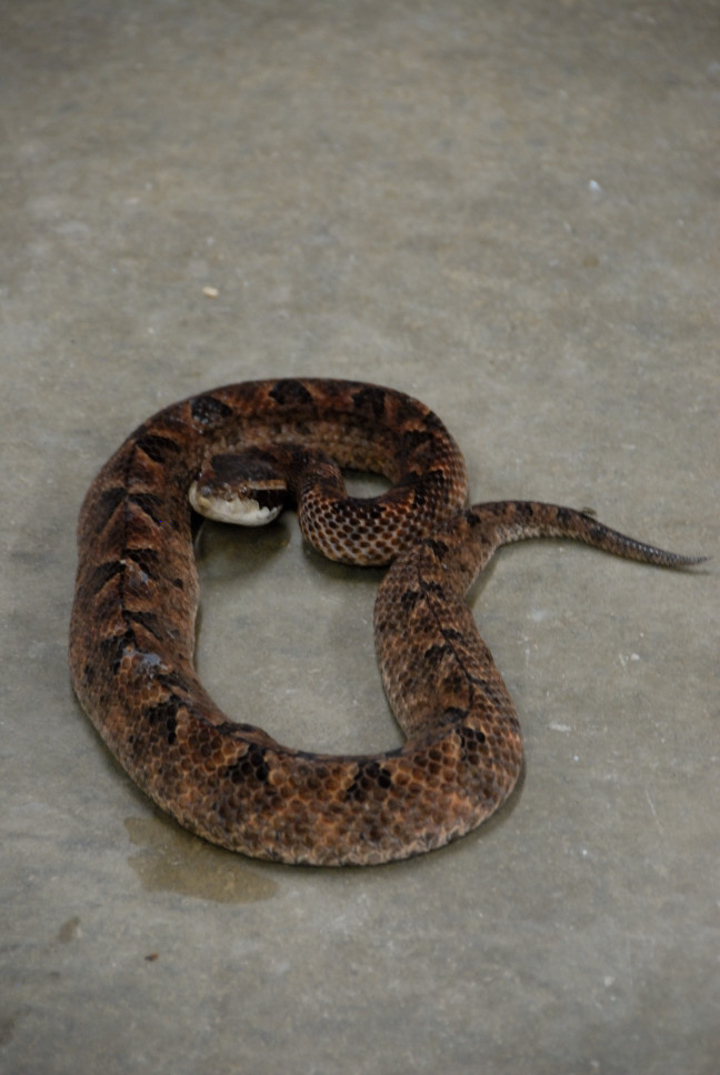 Reptile Gardens