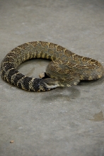 Reptile Gardens