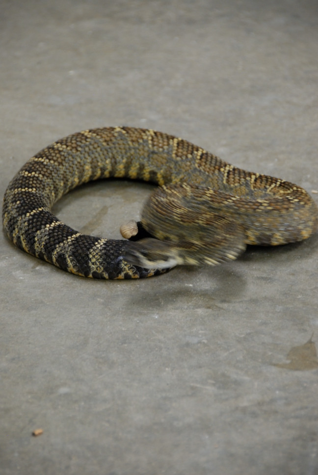 Reptile Gardens