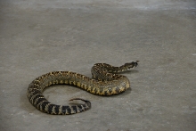 Reptile Gardens