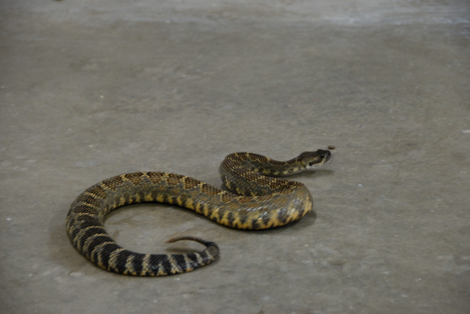 Reptile Gardens