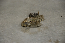 Reptile Gardens